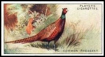 29 Common Pheasant